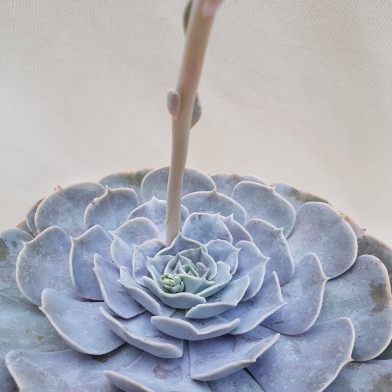 Echeveria lilacina vaso Ø 20 | Cactus Mania