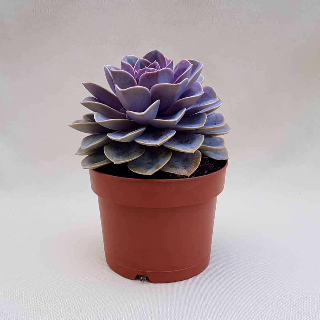Echeveria Perle von Nurnberg vaso Ø 18 | Cactus Mania