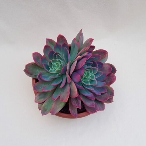 Echeveria Purple Star vaso Ø 25 | Boutique CactusMania
