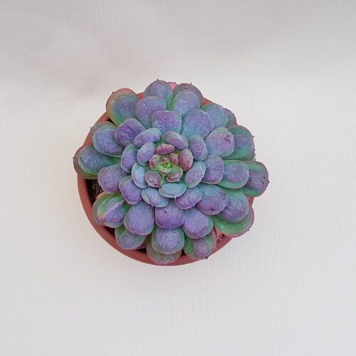 Echeveria 'Raindrops' vaso Ø 18 | Boutique Cactus Mania