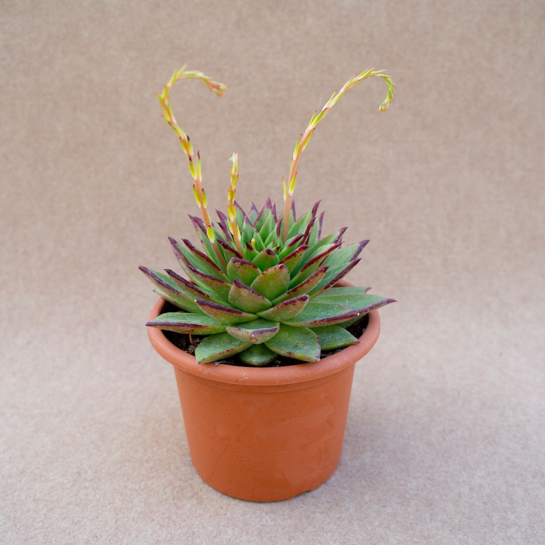 Echeveria agavoides Lipstick vaso Ø 18