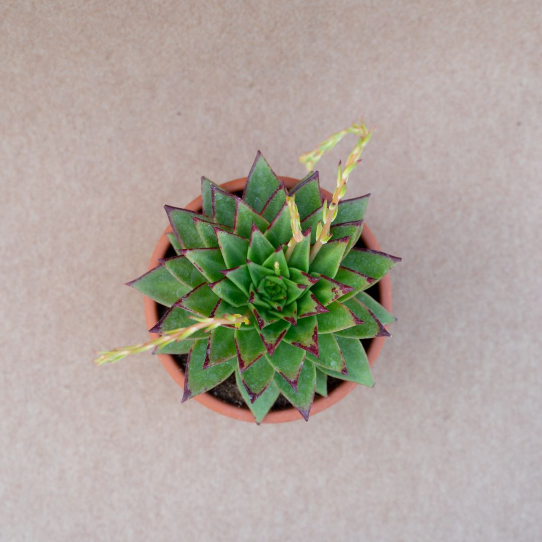 Echeveria agavoides Lipstick vaso Ø 18