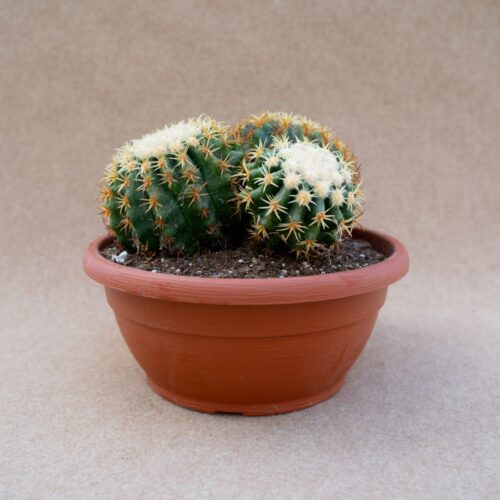 Echinocactus grusonii intermedius uncinatus
