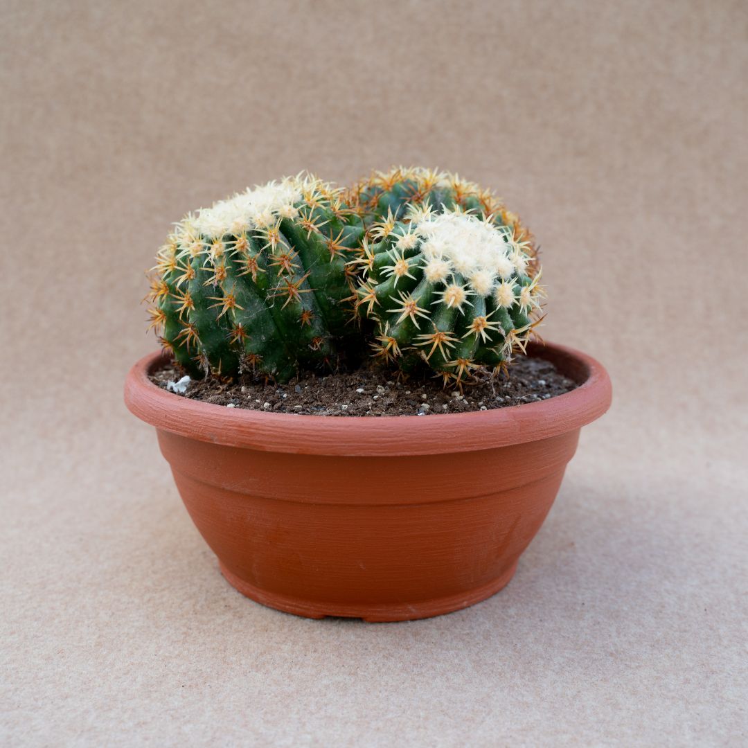 Echinocactus grusonii intermedius uncinatus