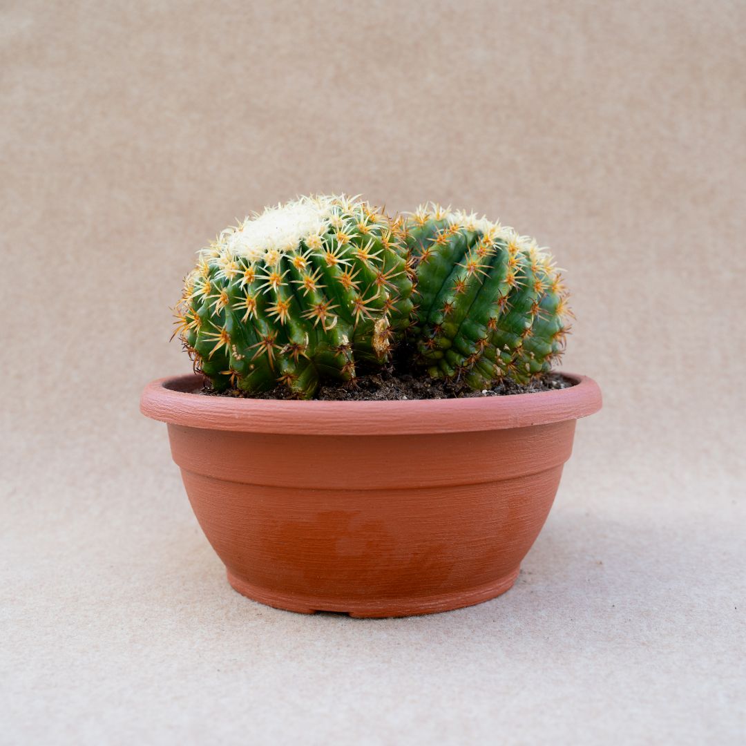 Echinocactus grusonii intermedius uncinatus