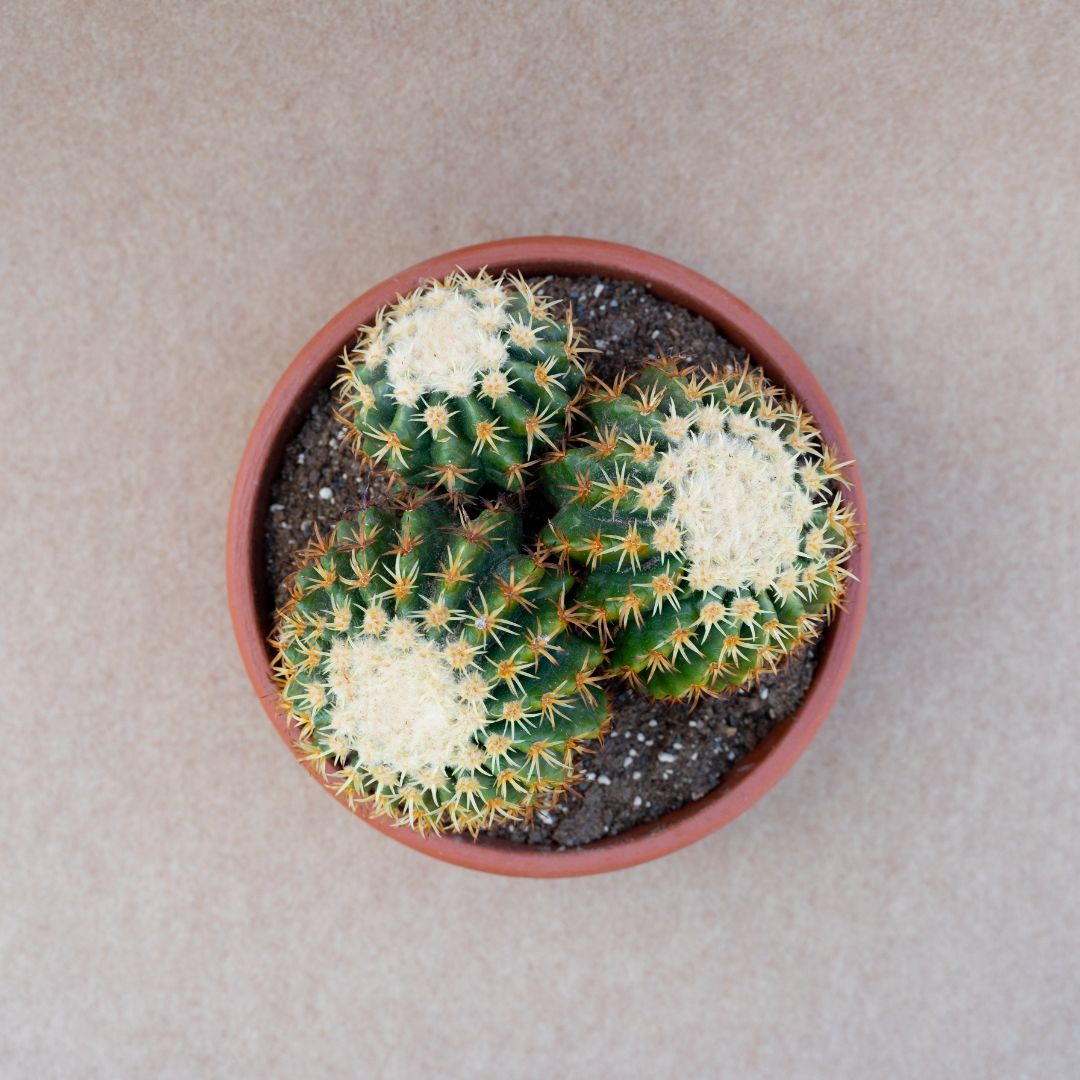 Echinocactus grusonii intermedius uncinatus