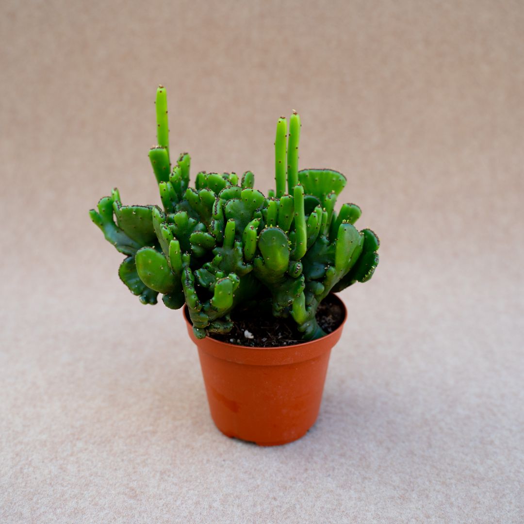 Euphorbia leucodendron crestata Ø 10,5