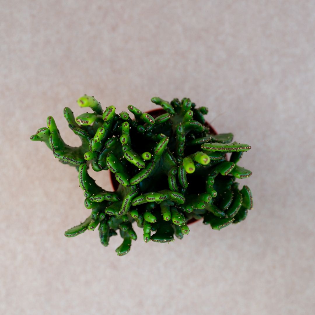 Euphorbia leucodendron crestata Ø 10,5