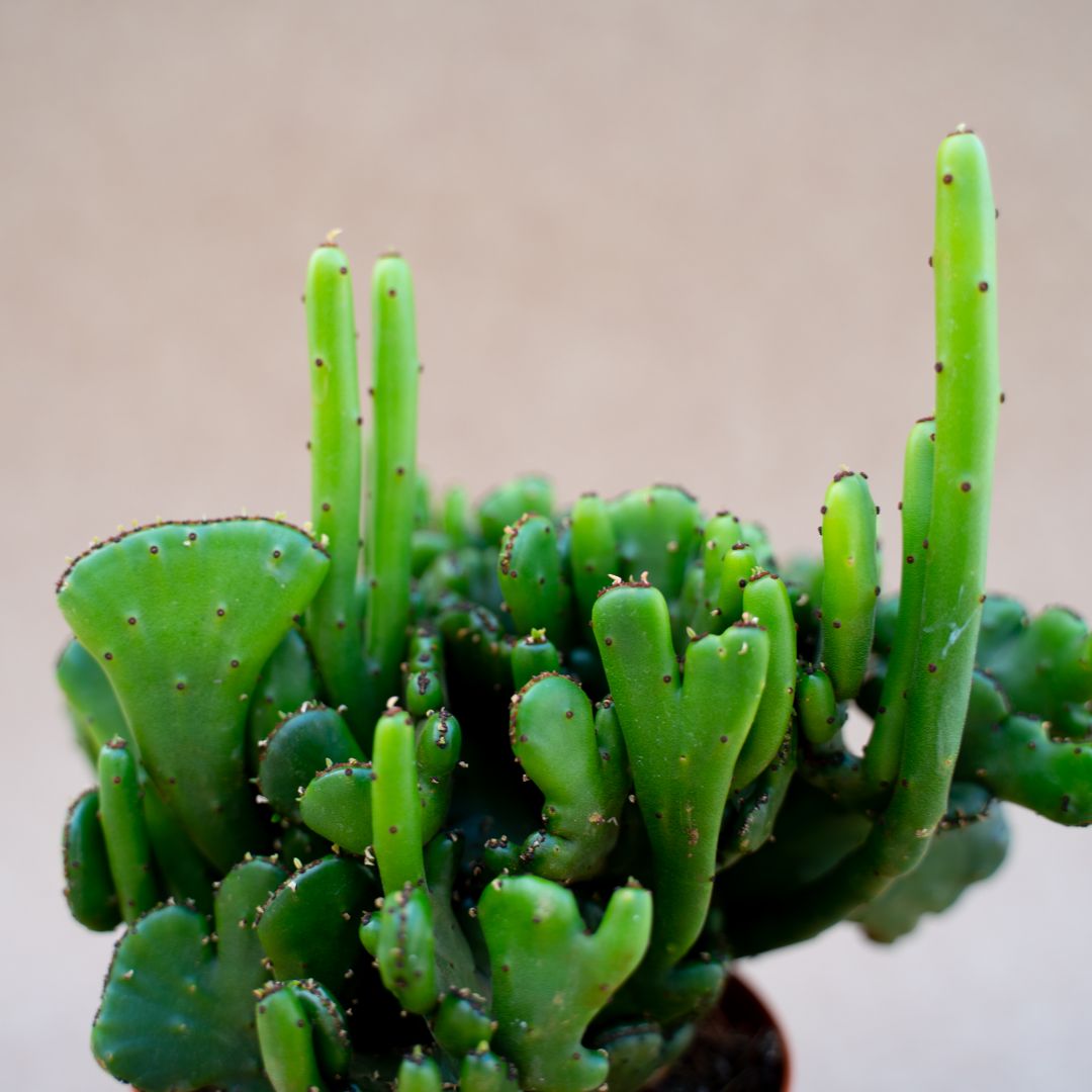 Euphorbia leucodendron crestata Ø 10,5