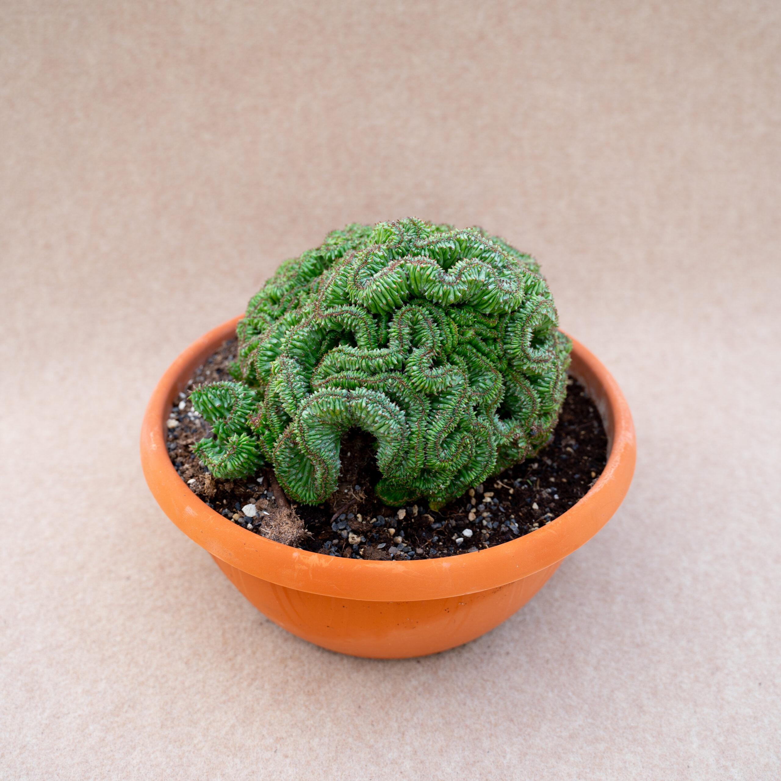 Euphorbia polygona crestata vaso Ø 25