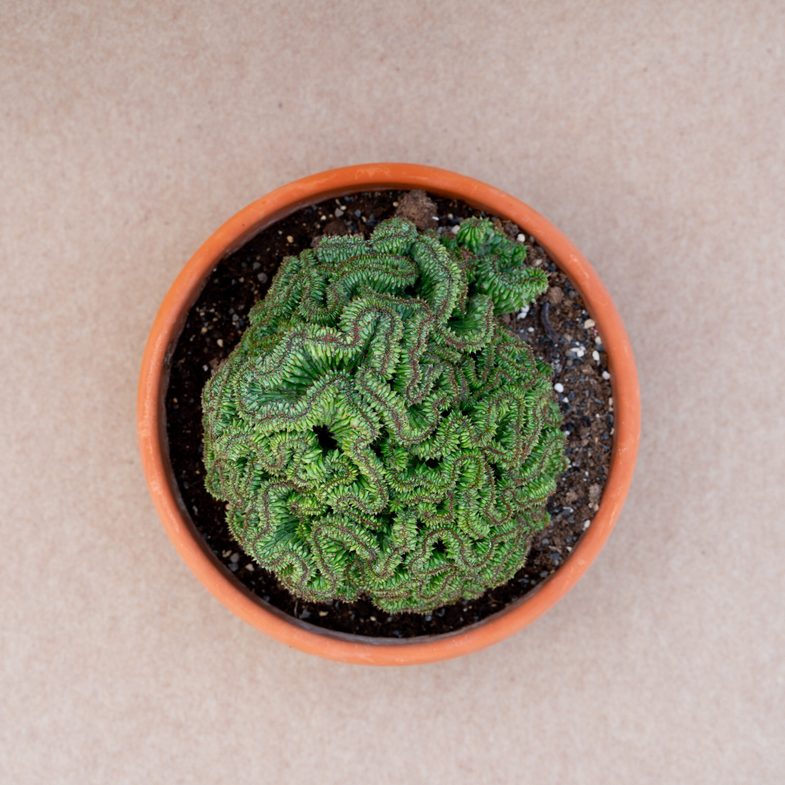 Euphorbia polygona crestata vaso Ø 25