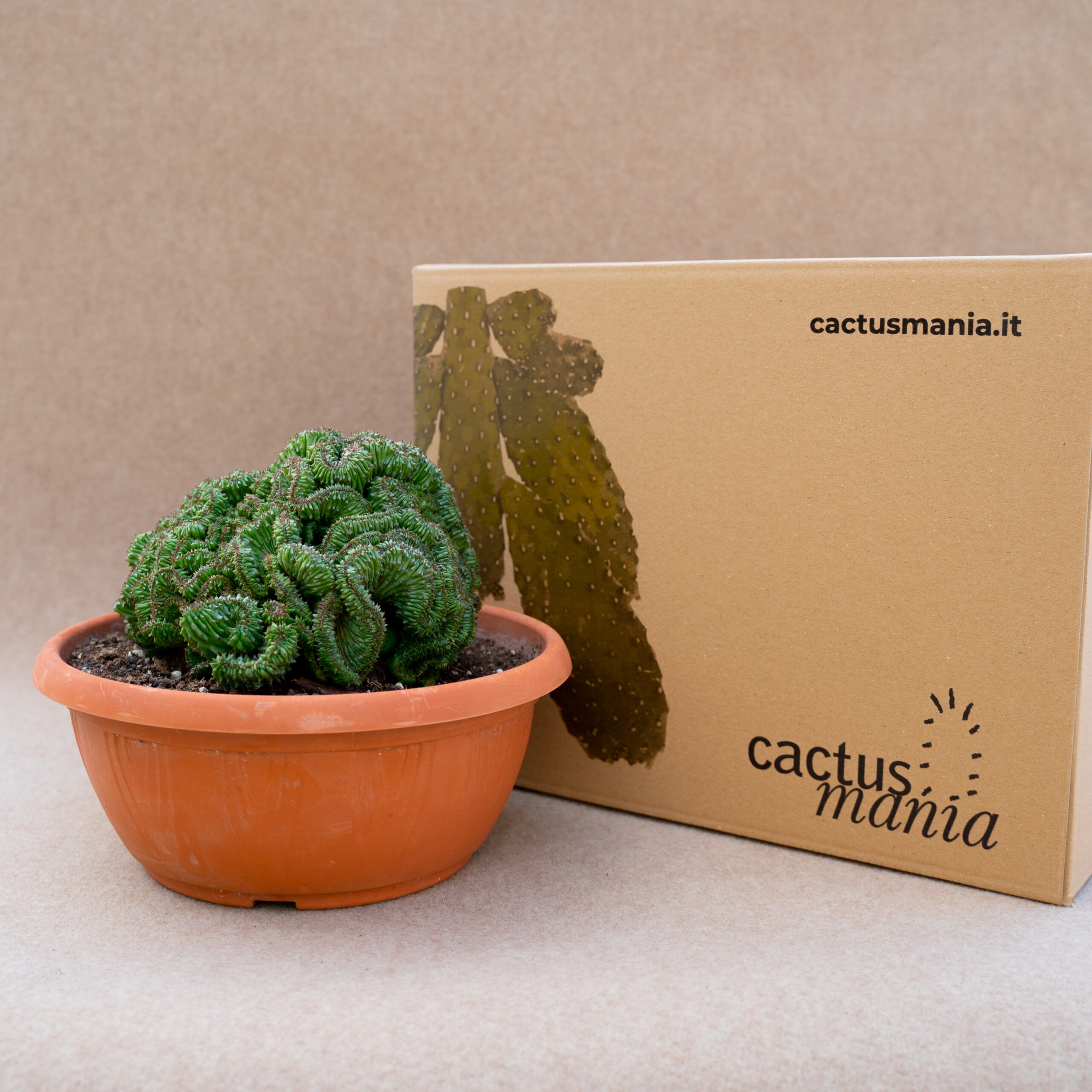 Euphorbia polygona crestata vaso Ø 25