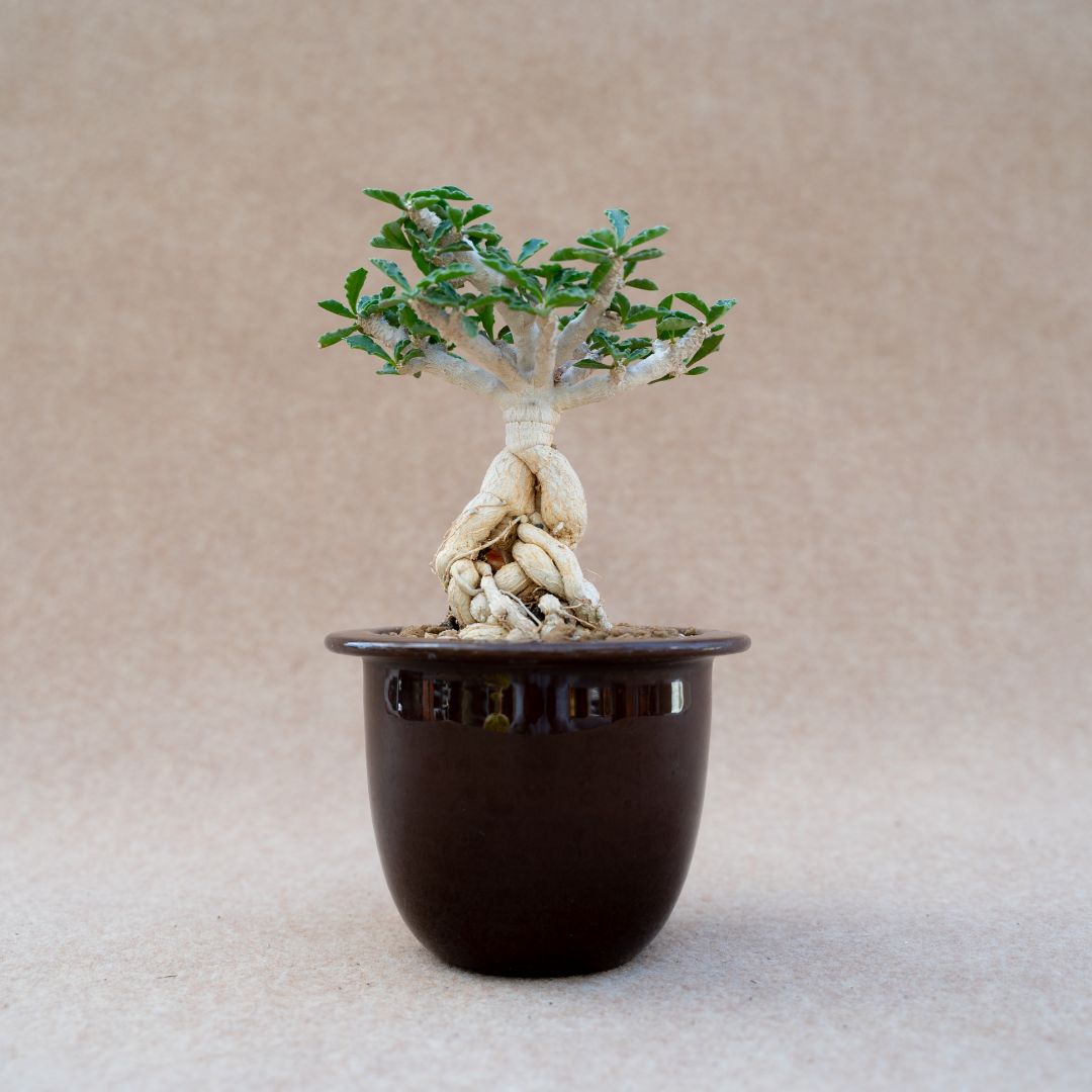 Euphorbia saint cap mariensis vaso in ceramica