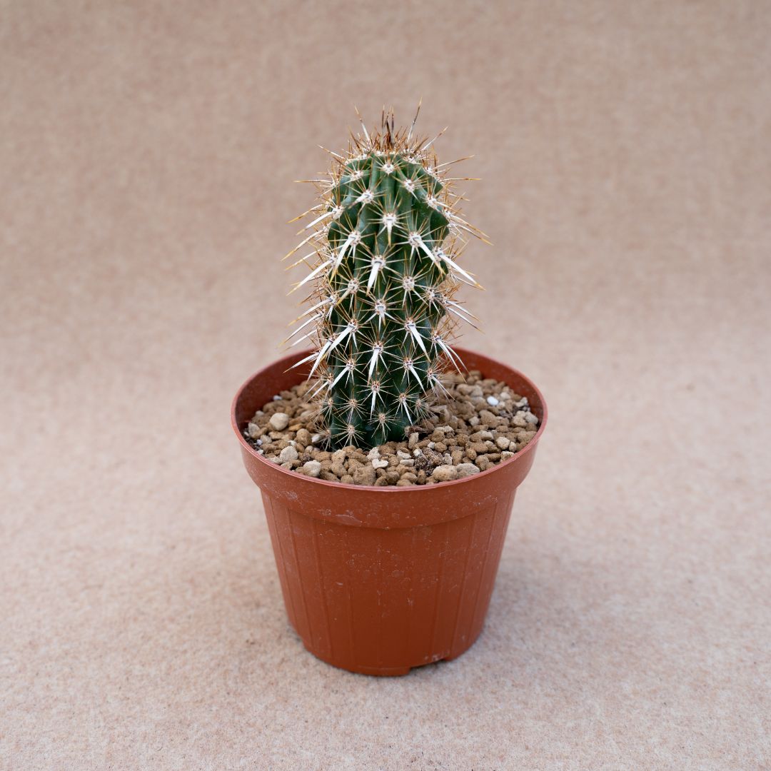 Machaerocereus eruca vaso Ø 12