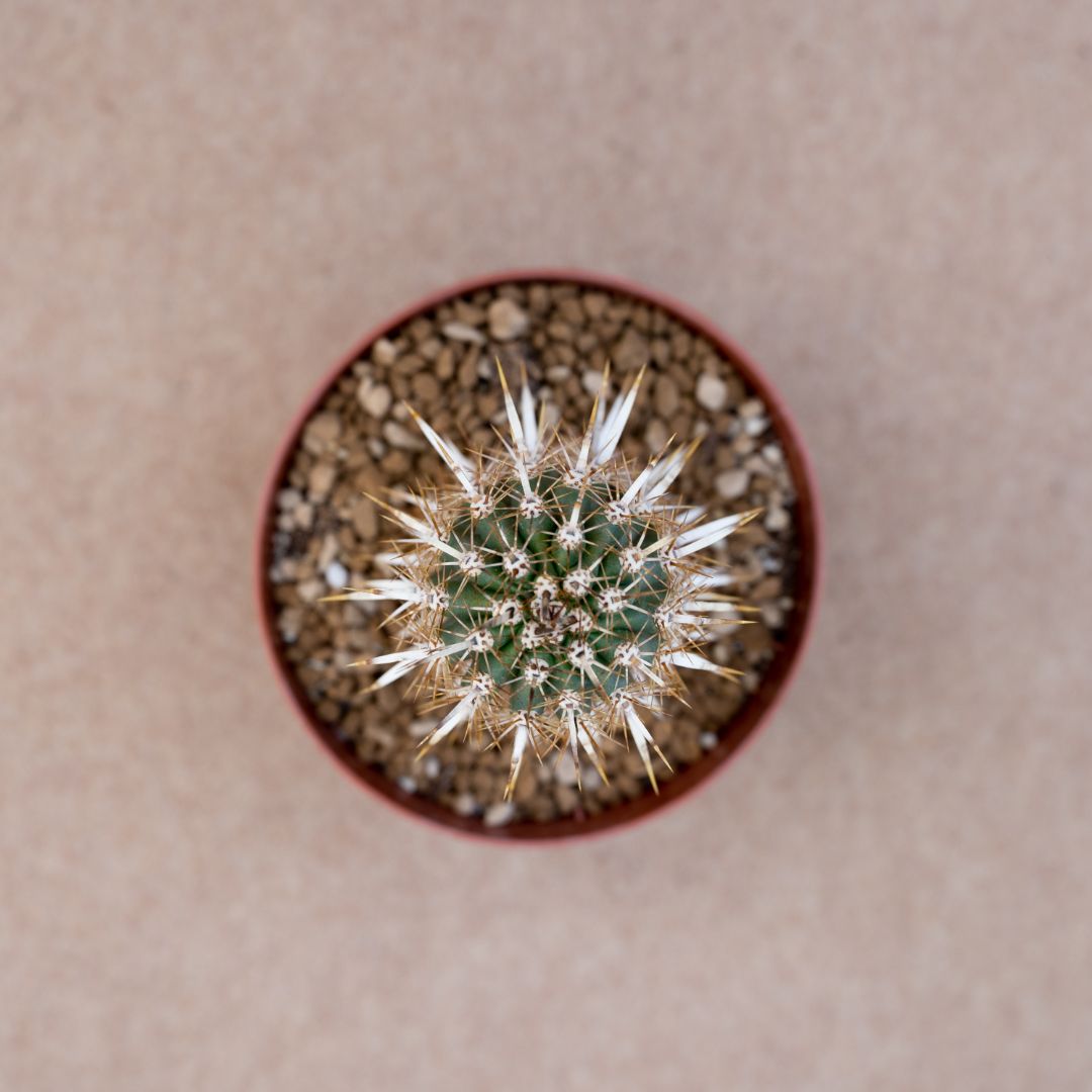 Machaerocereus eruca vaso Ø 12