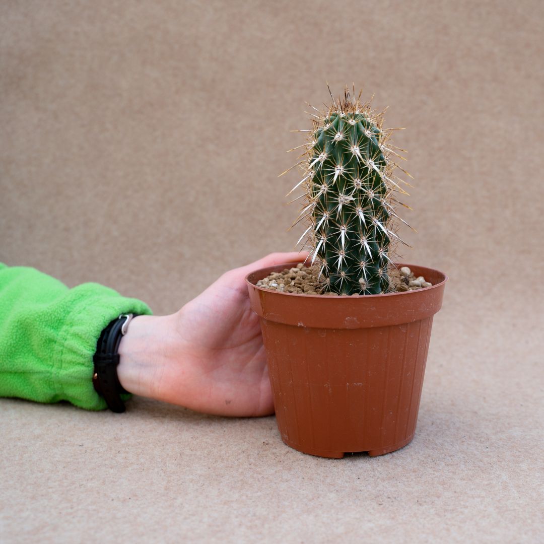 Machaerocereus eruca vaso Ø 12