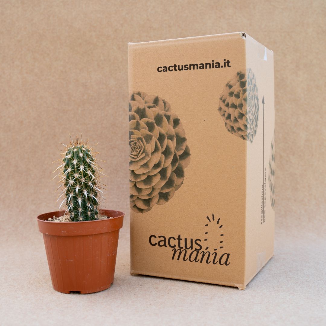 Machaerocereus eruca vaso Ø 12