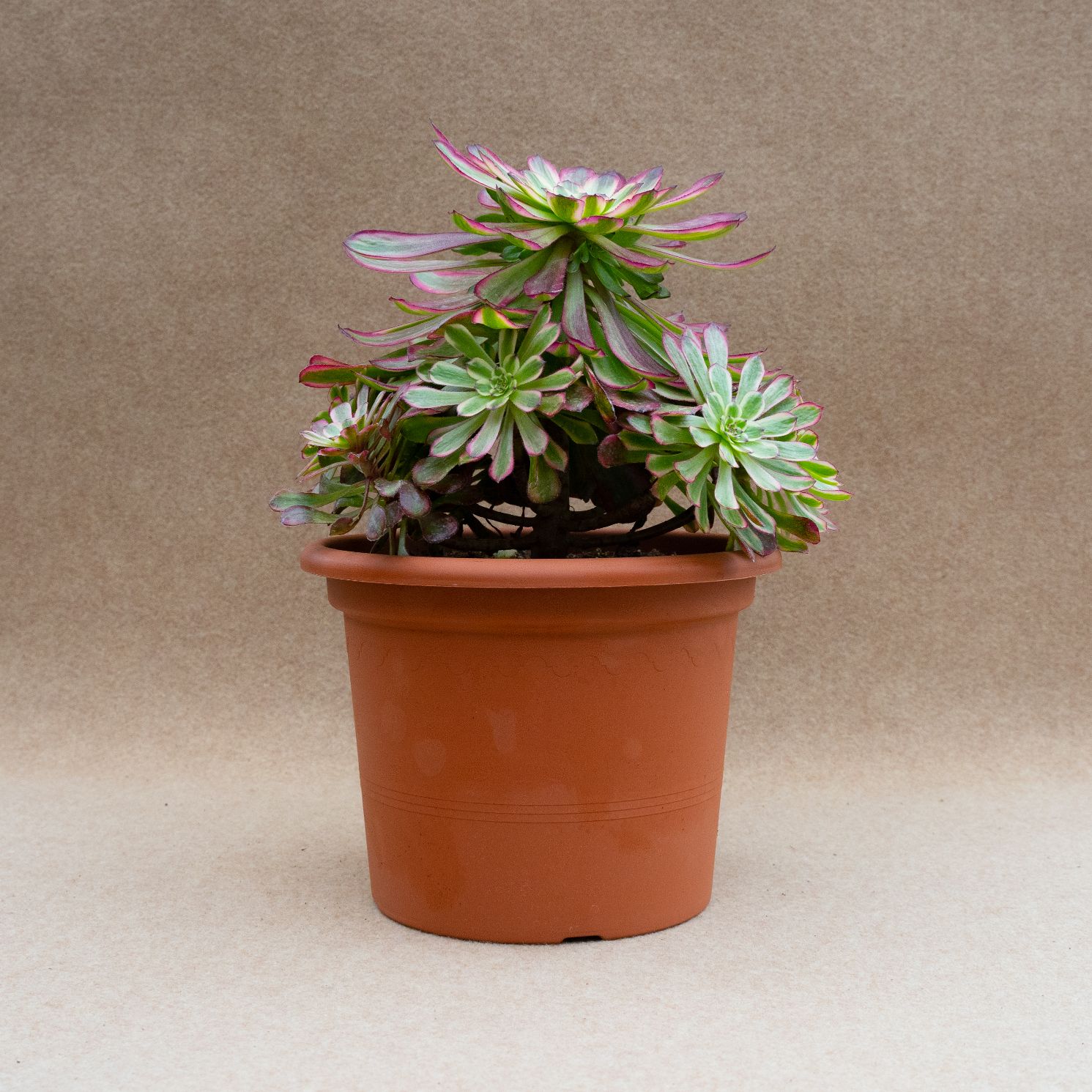 Aeonium mardi gras