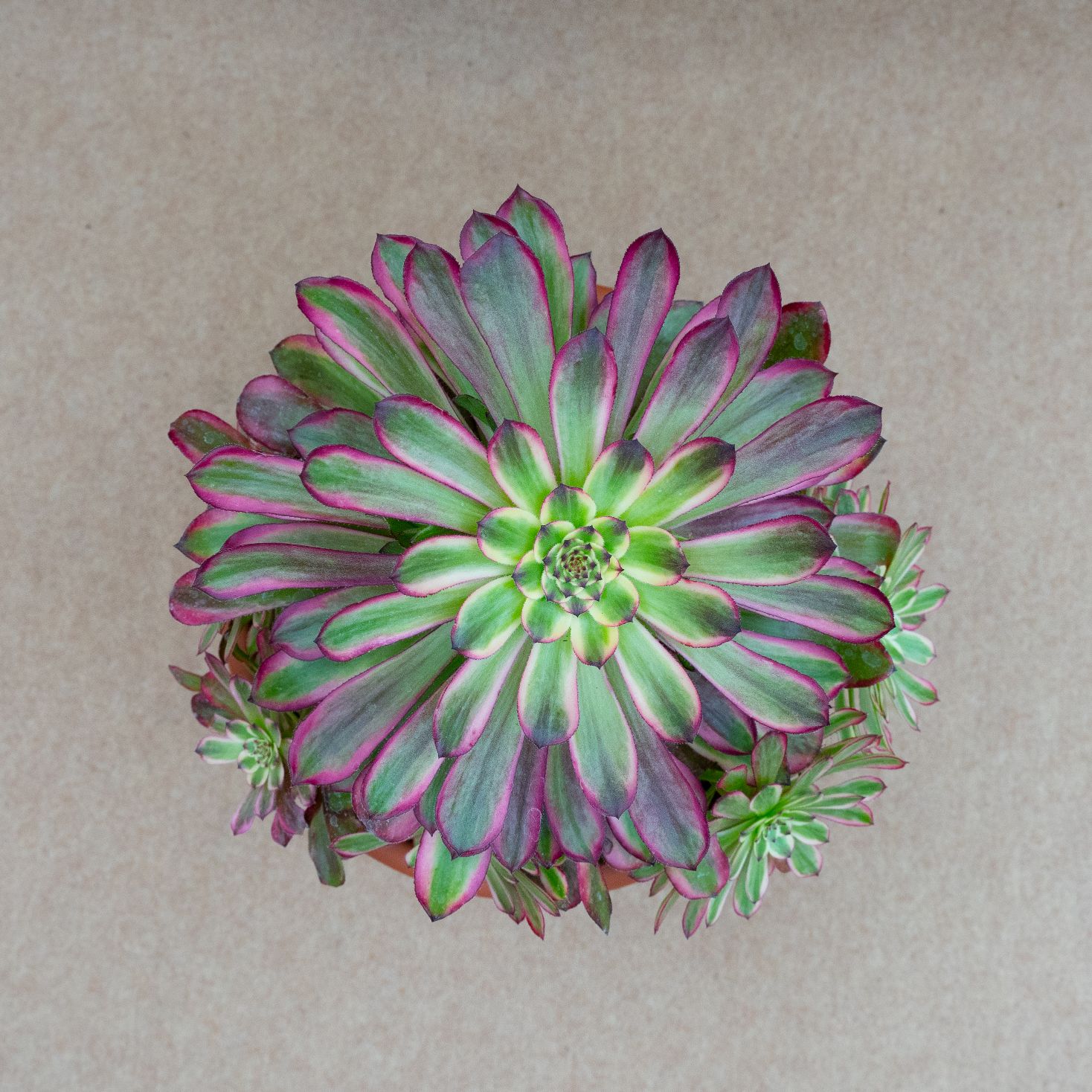 Aeonium mardi gras
