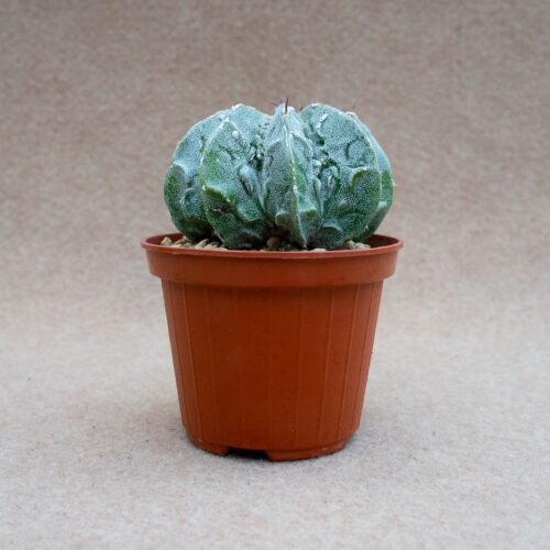 Astrophytum ornatum hannya hybrid