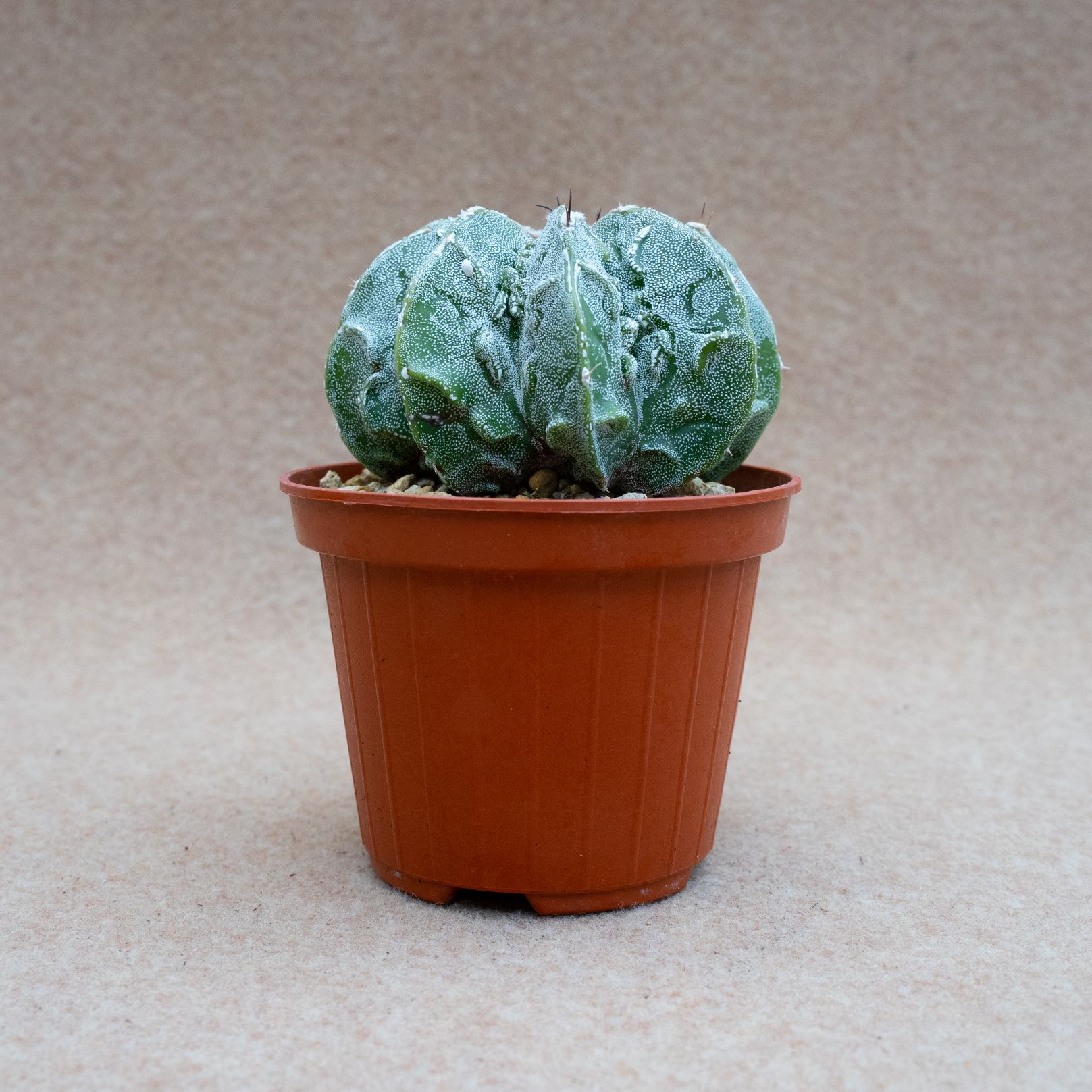 Astrophytum ornatum hannya hybrid