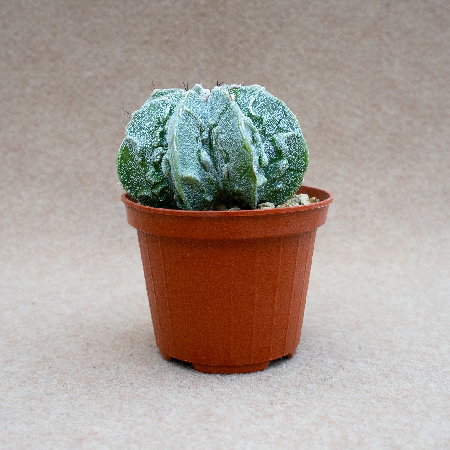 Astrophytum ornatum hannya hybrid