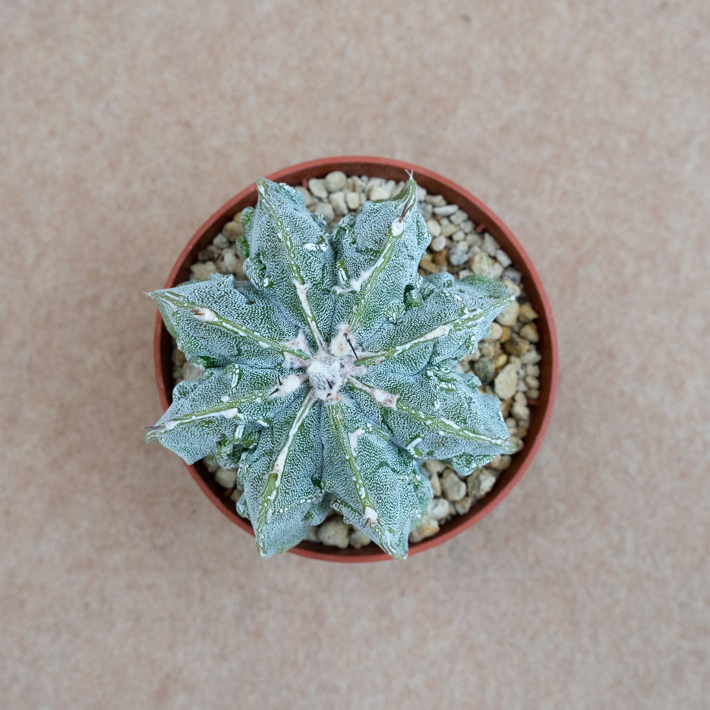 Astrophytum ornatum hannya hybrid