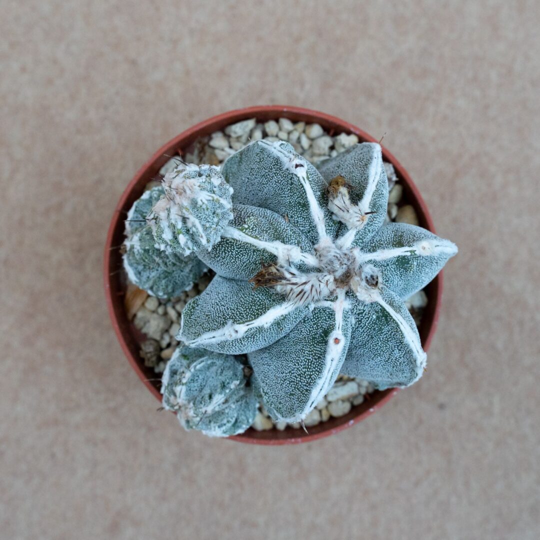 Astrophytum ornatum x haku-jo