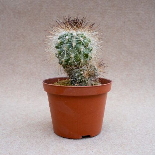 Copiapoa krainziana v. brunispina