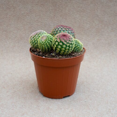 Echinocereus rigidissimus rubrispinus