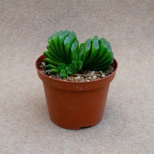 Haworthia truncata lemon