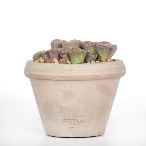 Lithops (Sassi viventi) Ø 14