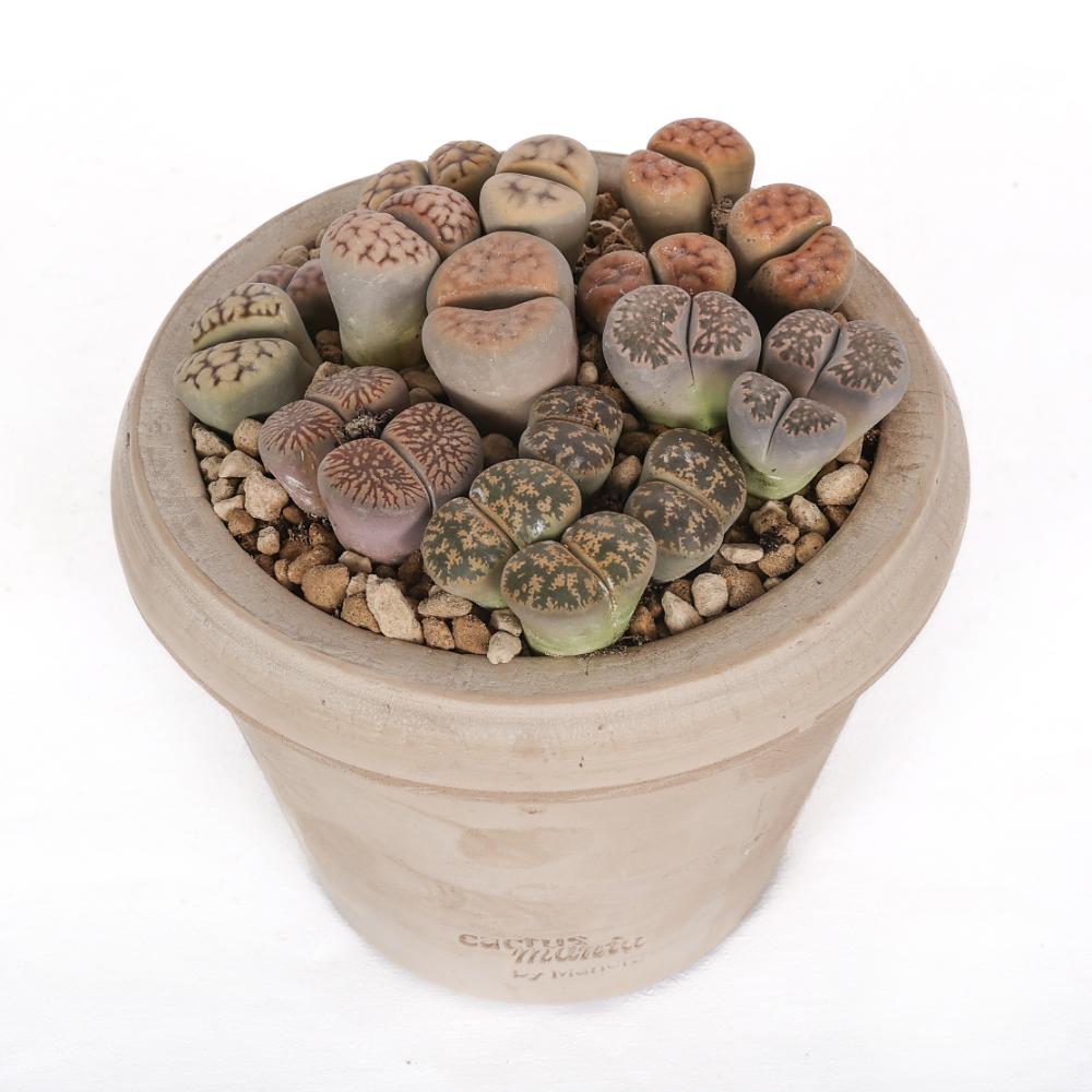 Lithops (Sassi viventi) Ø 14