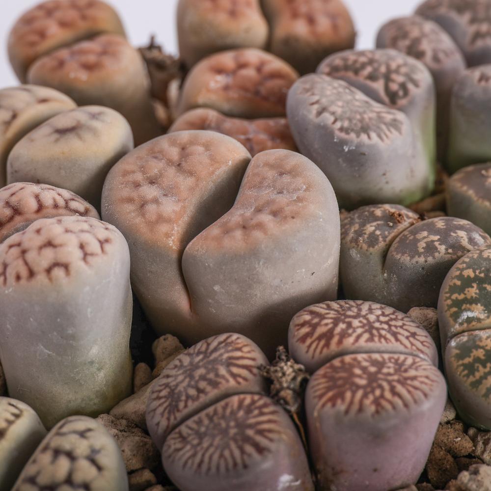 Lithops (Sassi viventi) Ø 14