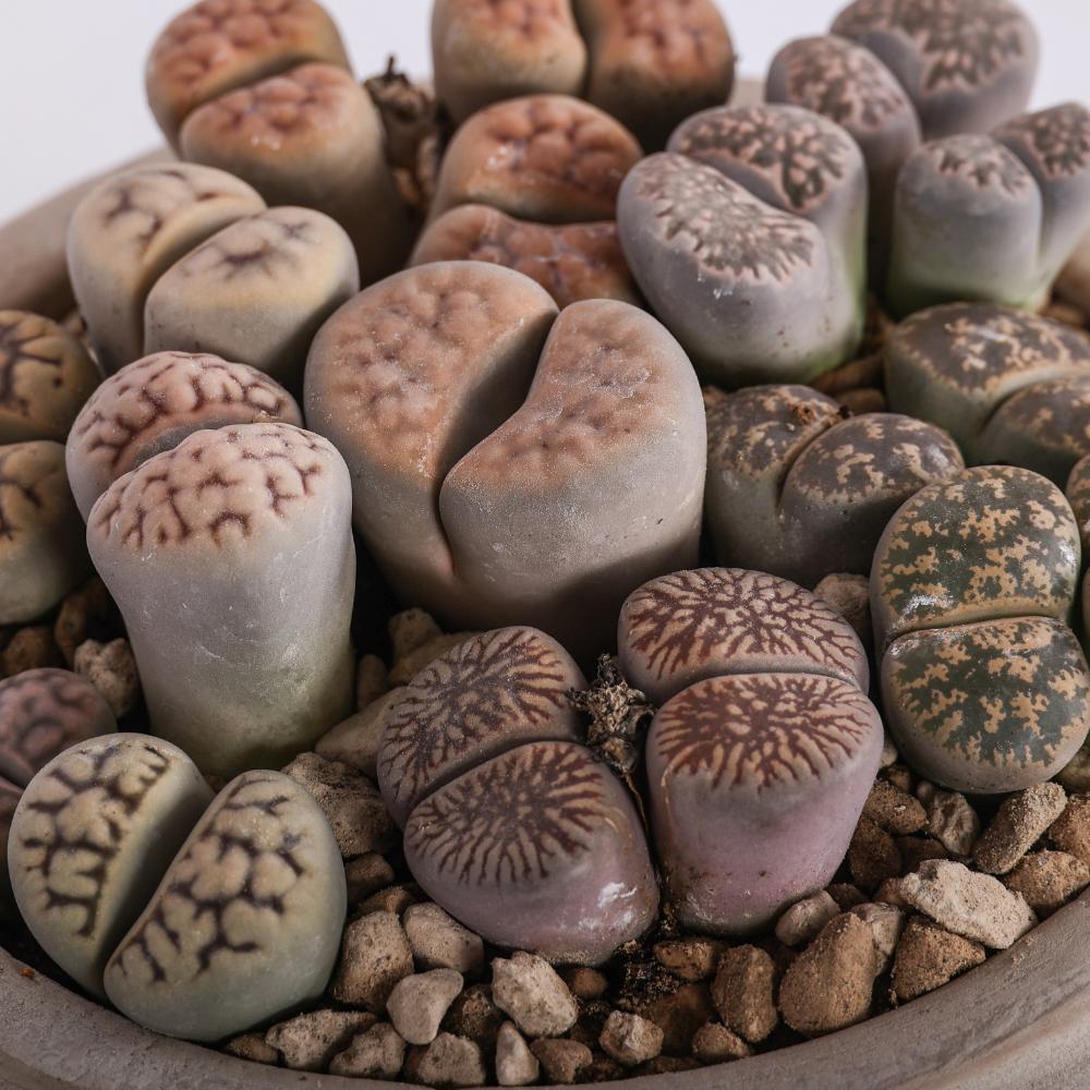 Lithops (Sassi viventi) Ø 14