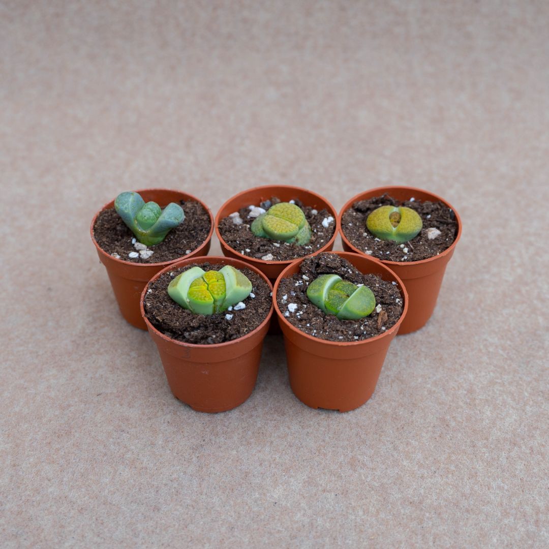 Set Lithops ''Green'' Ø 5,5 cm
