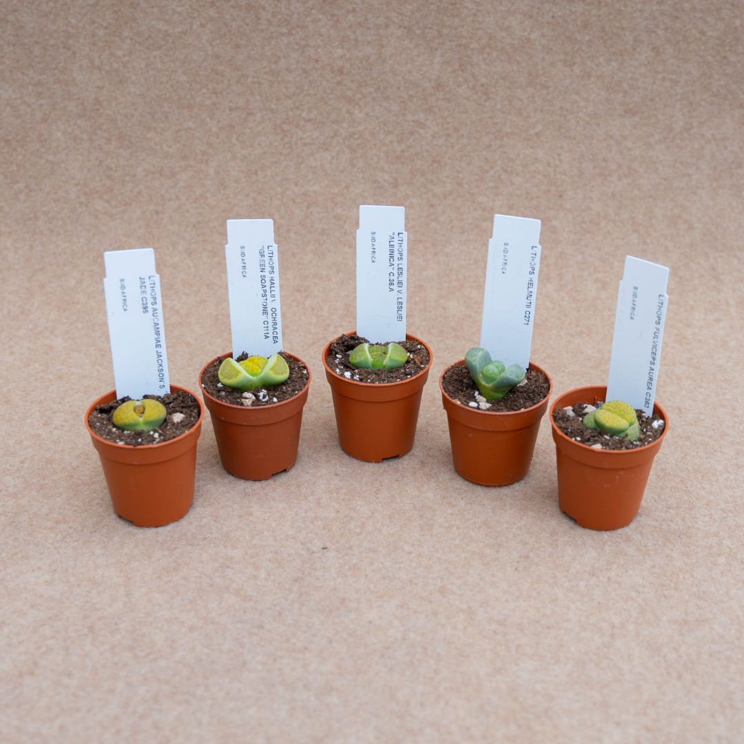Set Lithops ''Green'' Ø 5,5 cm