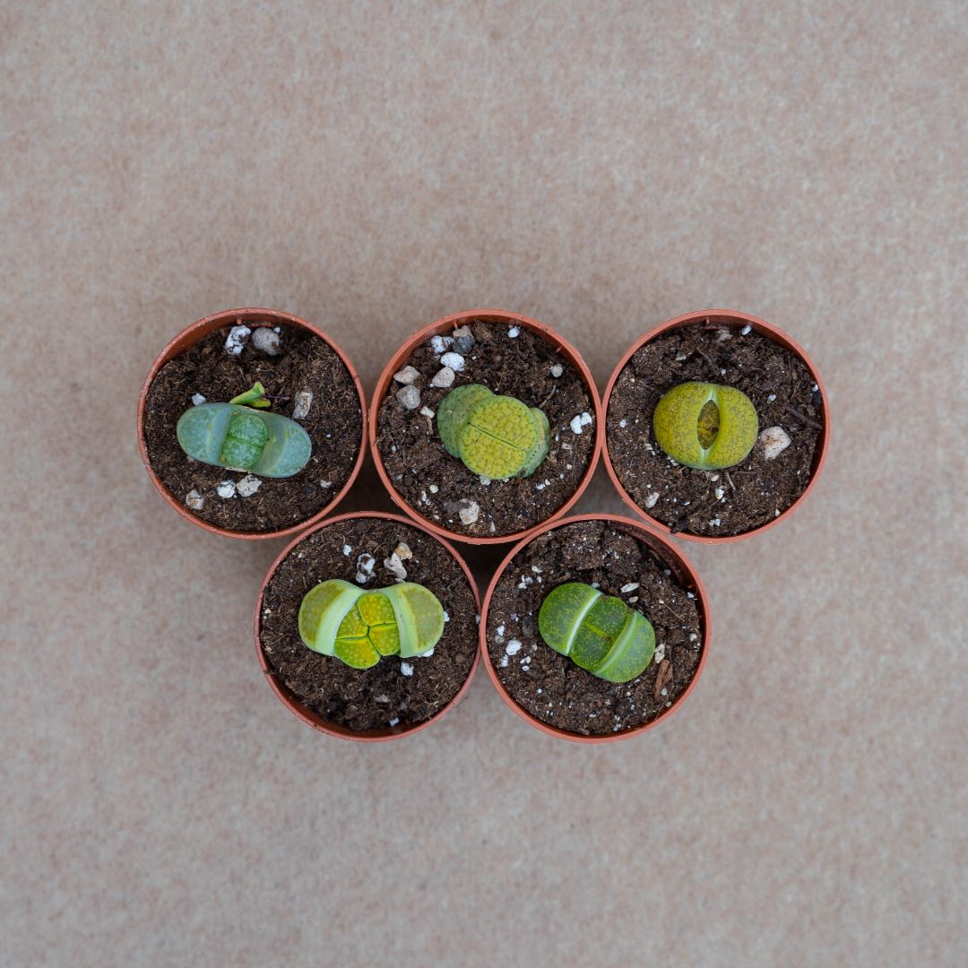 Set Lithops ''Green'' Ø 5,5 cm