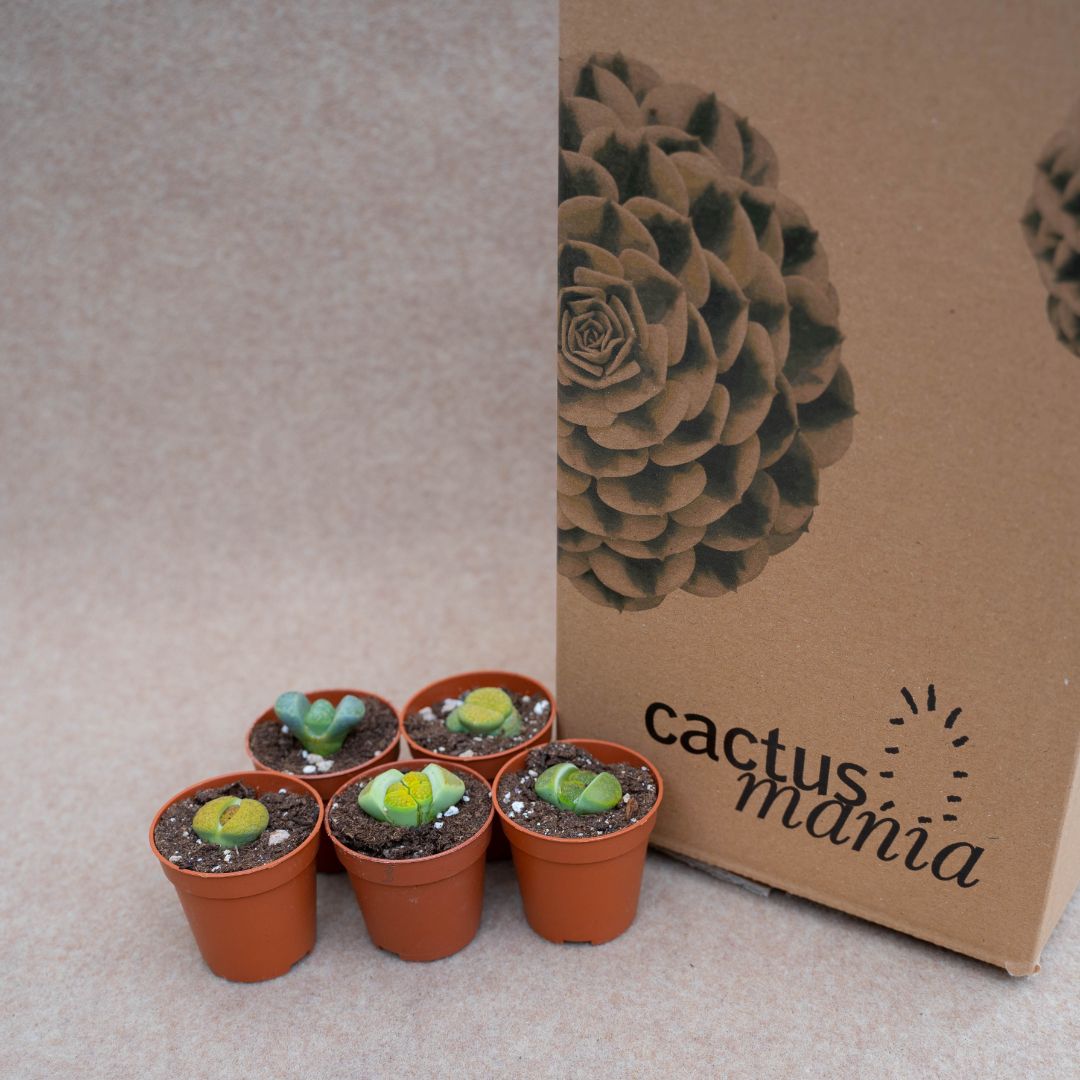 Set Lithops ''Green'' Ø 5,5 cm