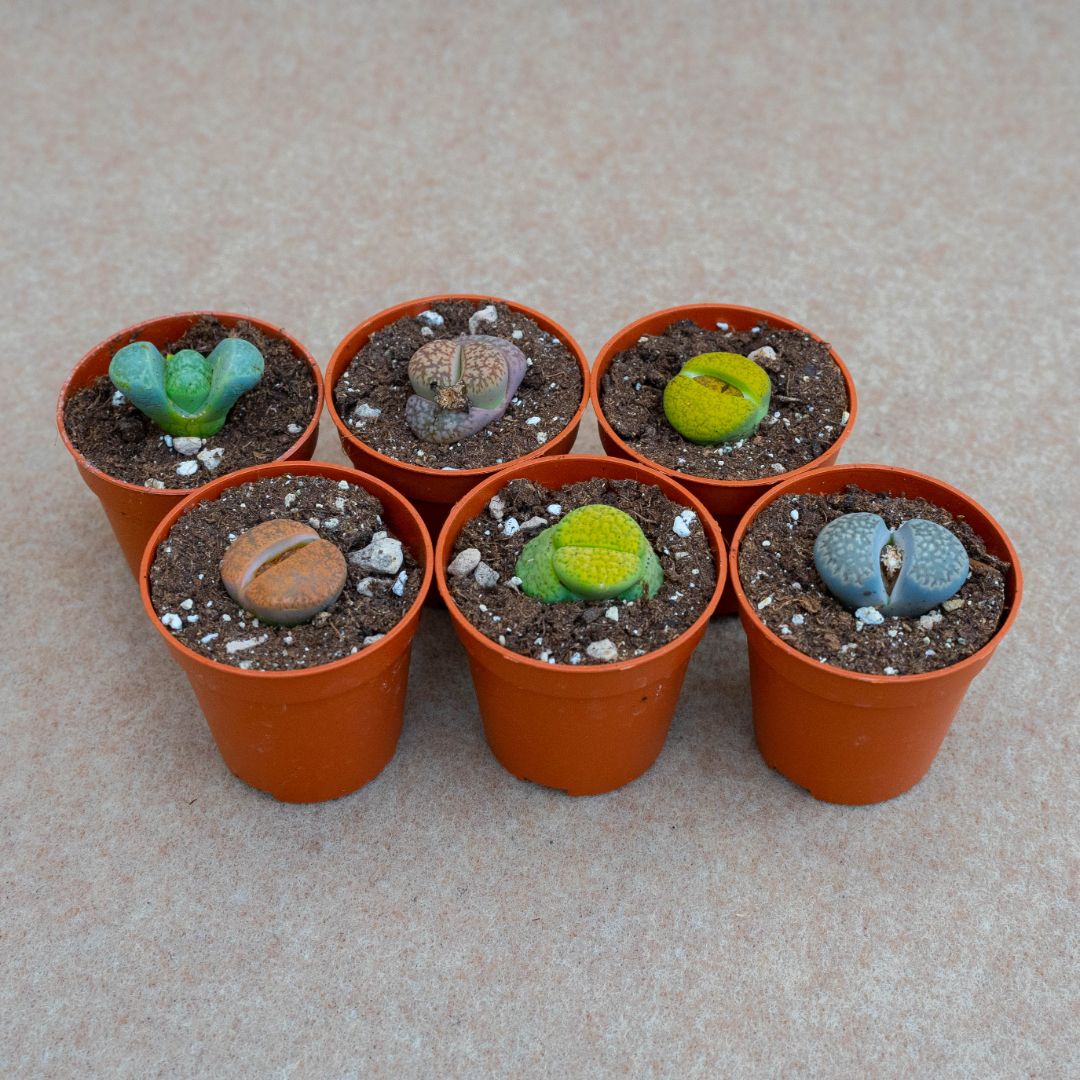 6 Lithops in assortimento Ø 5,5 cm
