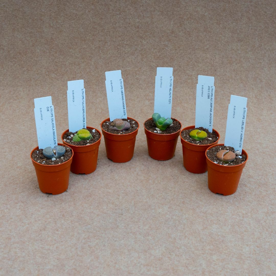Collezione Lithops 6 piante