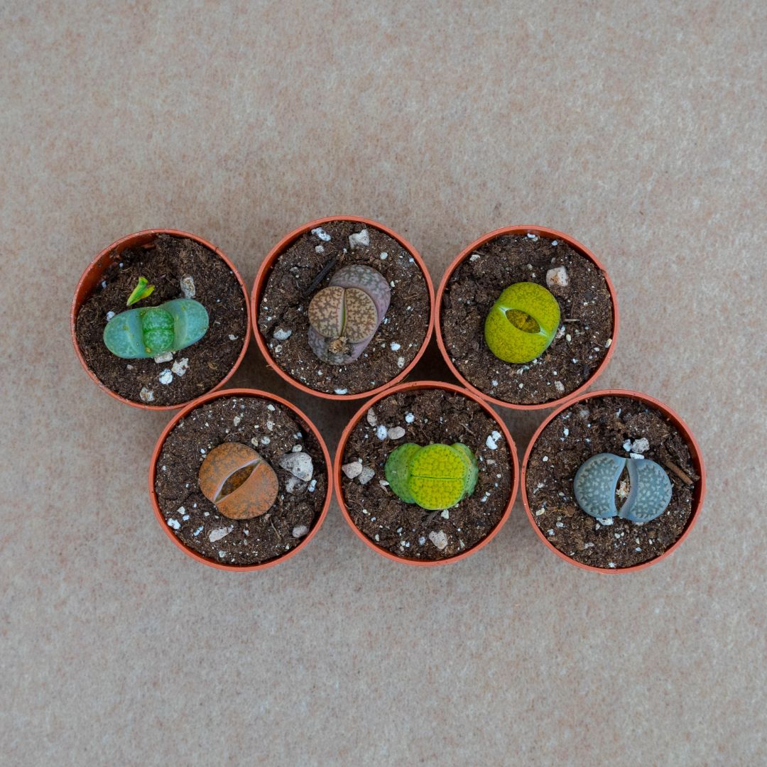 Collezione Lithops 6 piante