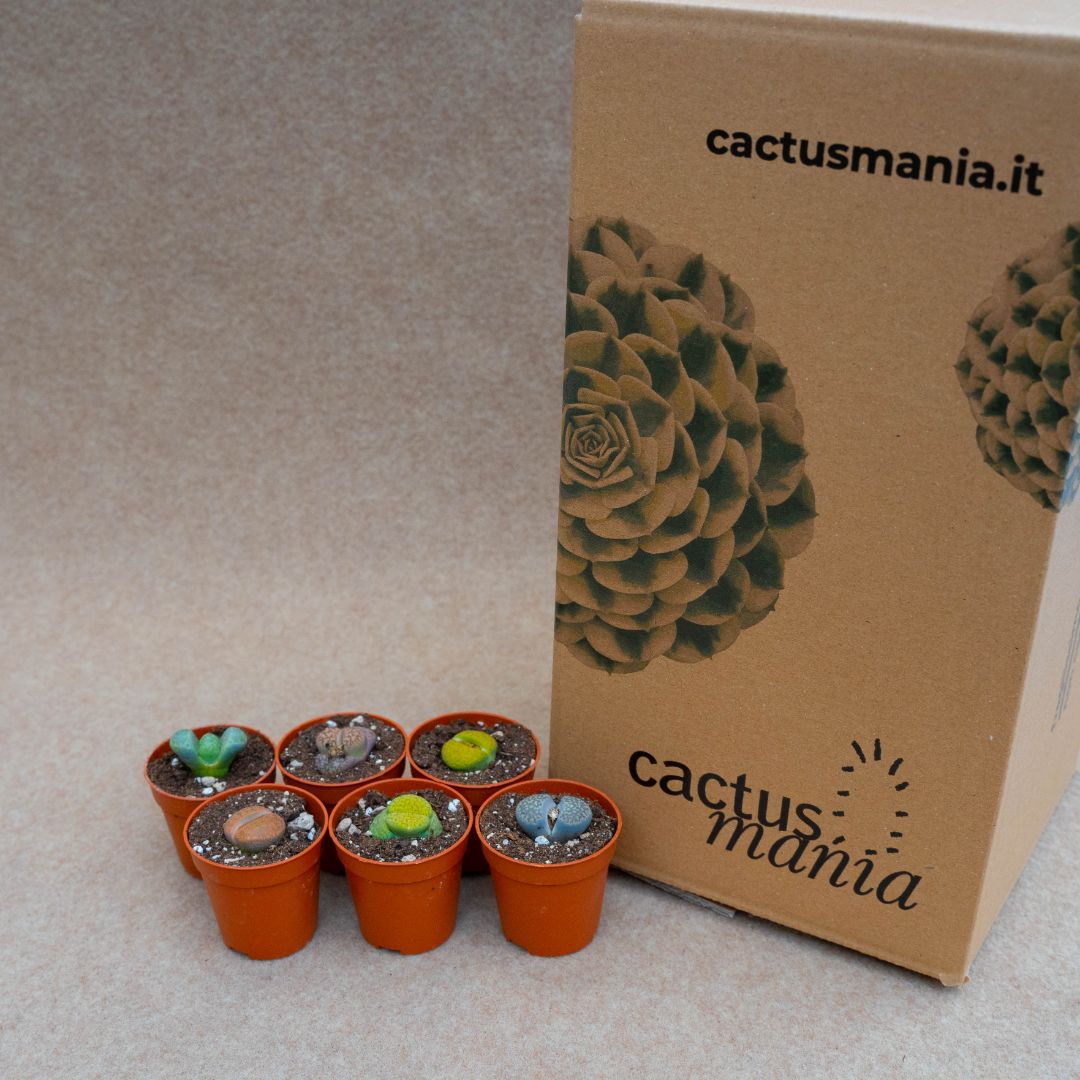 Collezione Lithops 6 piante