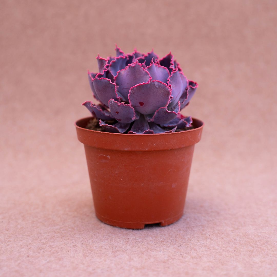 Echeveria shaviana ''pink frills''
