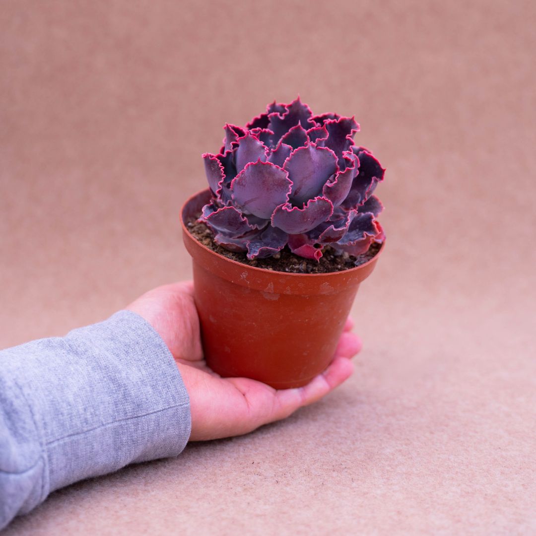 Echeveria shaviana ''pink frills''