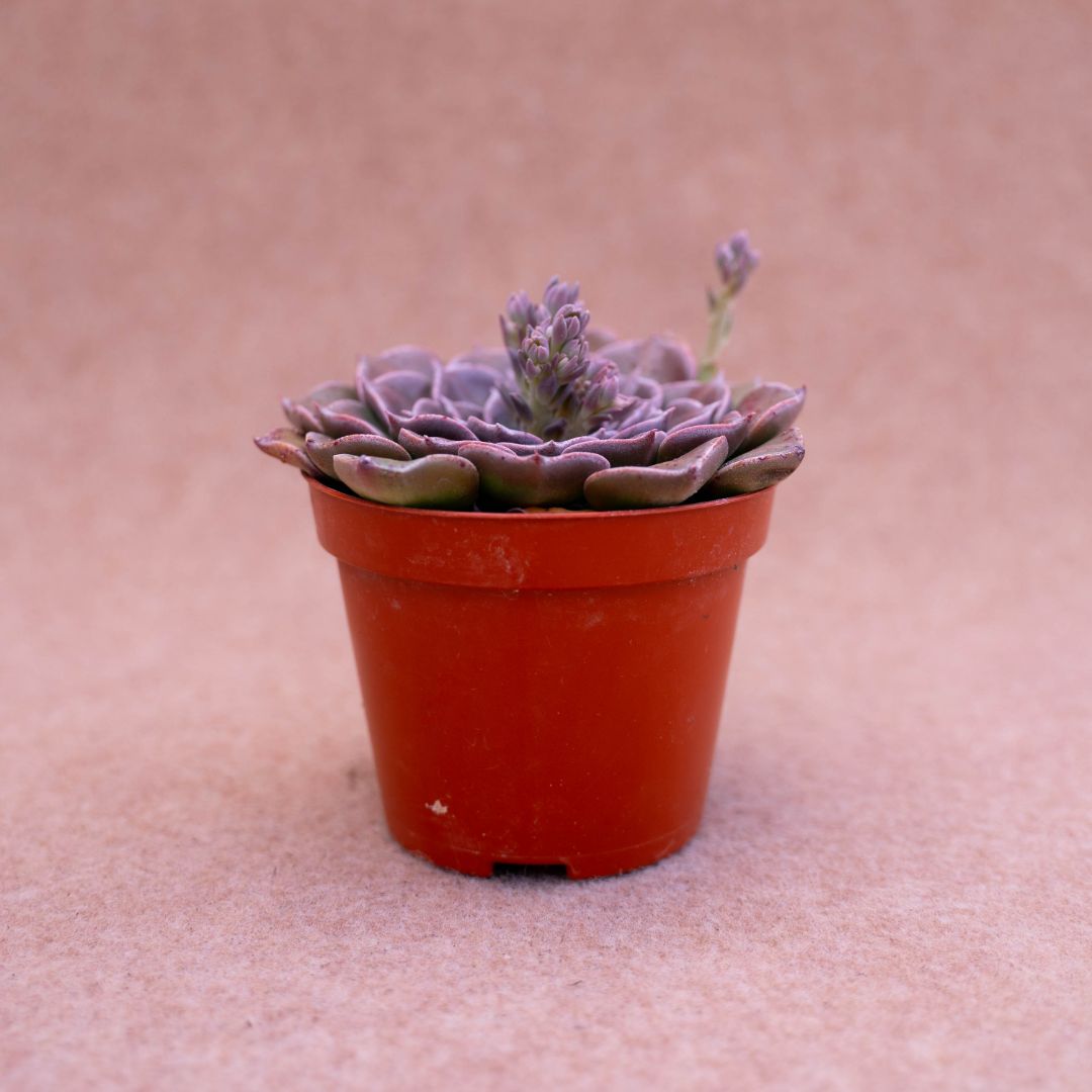 Graptopetalum bellum (Tacitus bellum)