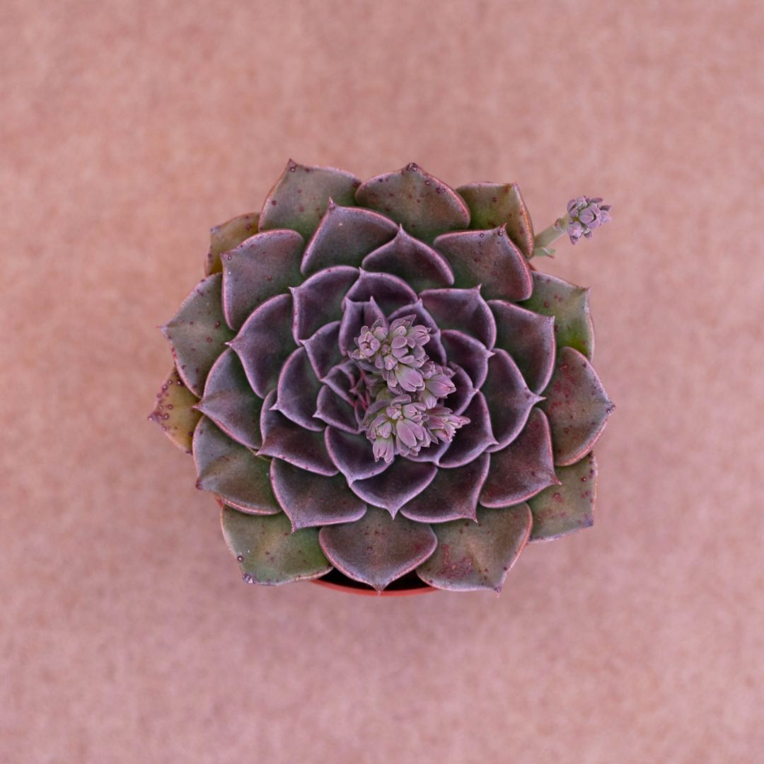 Graptopetalum bellum (Tacitus bellum)