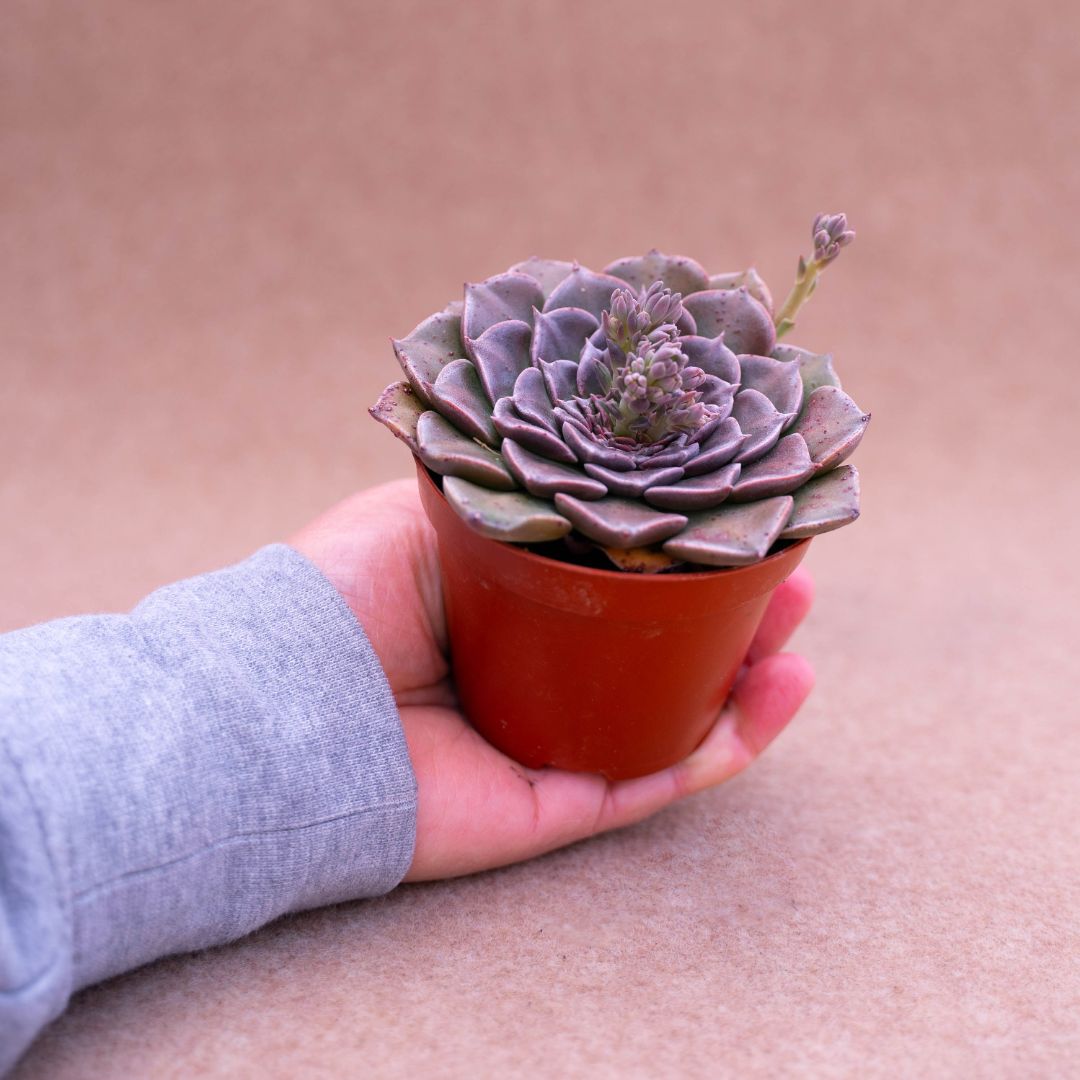 Graptopetalum bellum (Tacitus bellum)