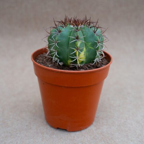 Melocactus sp variegato Ø 12