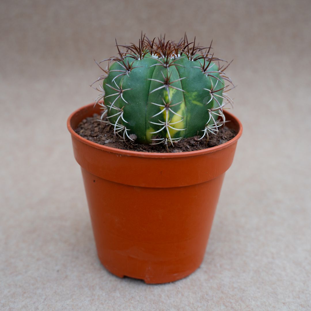 Melocactus sp variegato Ø 12